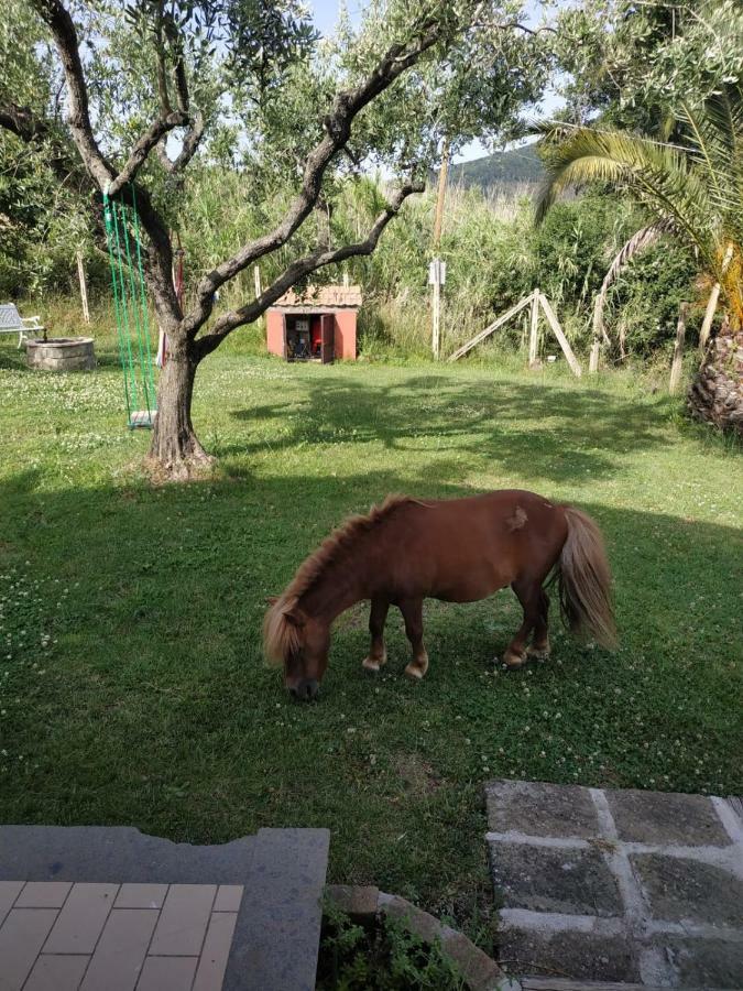 Apartamento Il Poggio Degli Ulivi Trevignano Romano Exterior foto